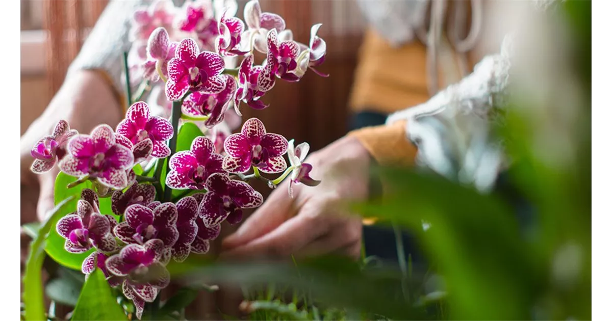 Orchideen Umtopfen: Darauf Sollten Sie Achten!