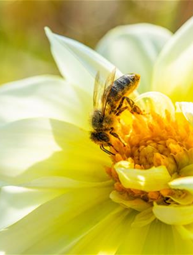 Mehr zu Patzer Naturerde