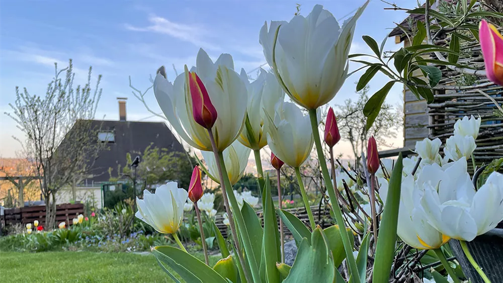 verwildernde-tulpen.jpeg