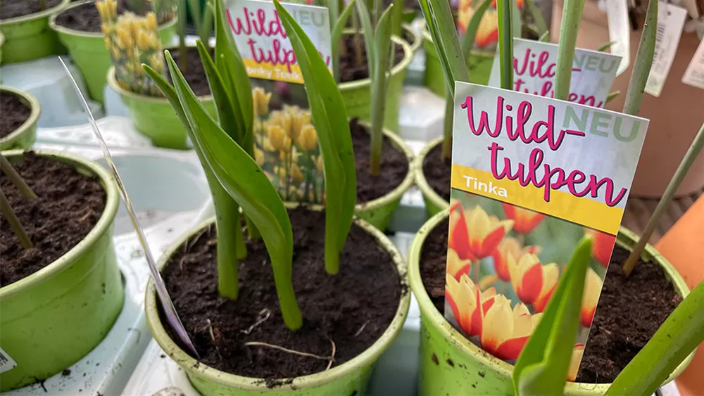 wildtulpen-bunt.jpeg