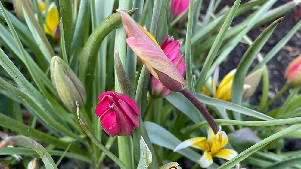 wildtulpen-sorten.jpeg