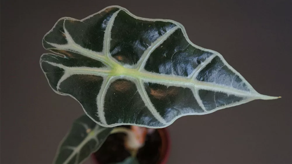 alocasia-amazonica.jpeg