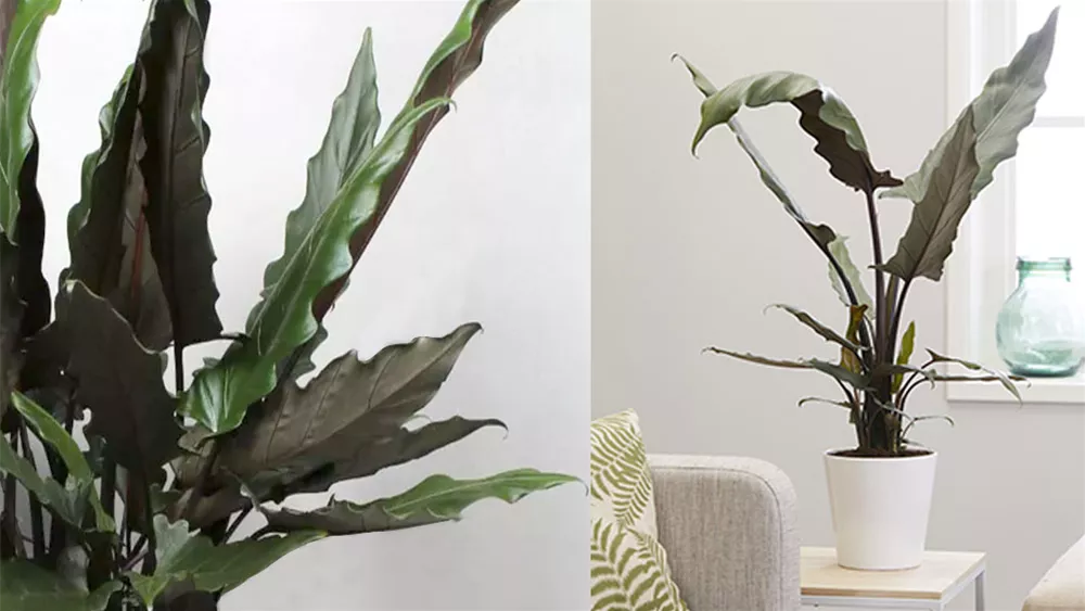 alocasia-lauterbachiana.jpeg