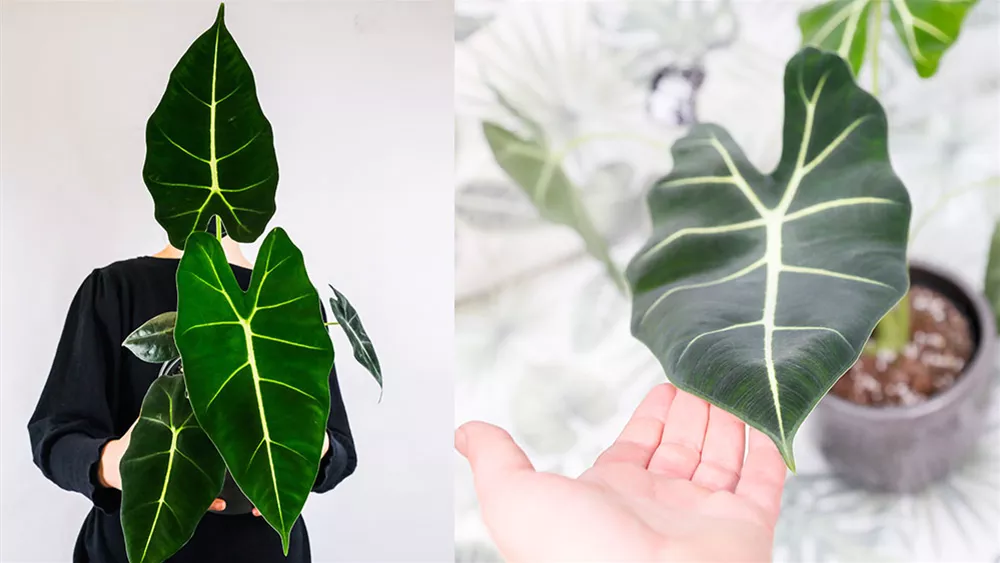 alocasia-micholitziana.jpeg