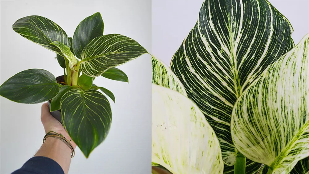 philodendron-birikin.jpeg