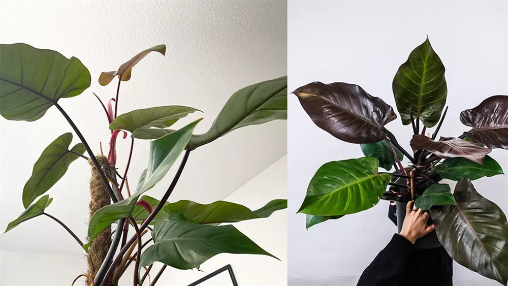 philodendron-erubescens.jpeg