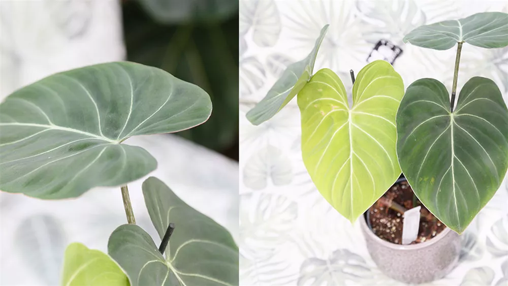 philodendron-gloriosum.jpeg