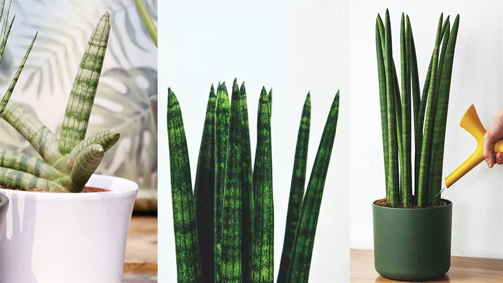 sansevieria-cylindrica.jpeg