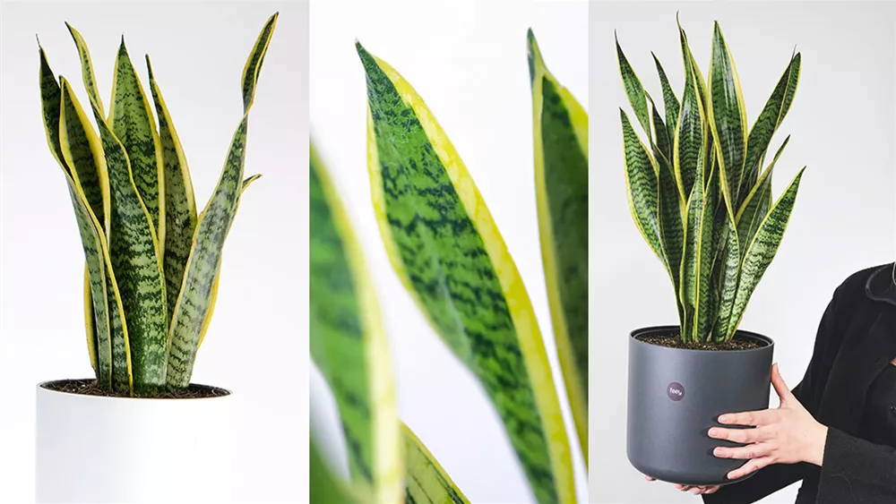 sansevieria-trifasciata.jpeg