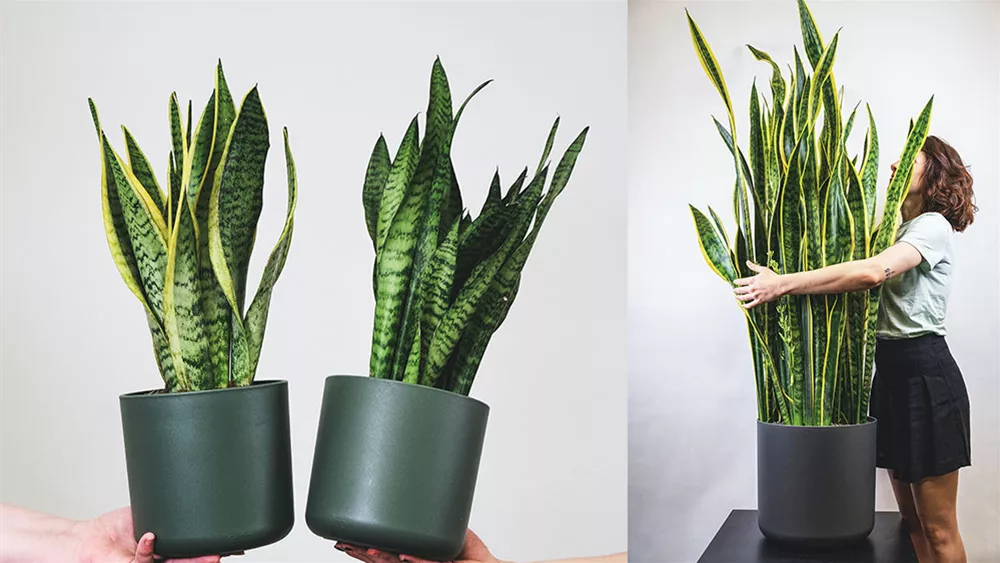 sansevieria.jpeg