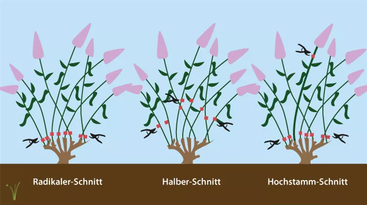 hortensienschnitt.jpg