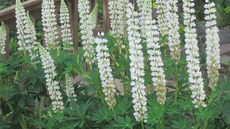 weisse-lupine.jpg