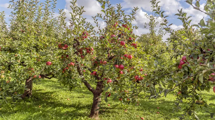 mencke_apfelbaum.jpg