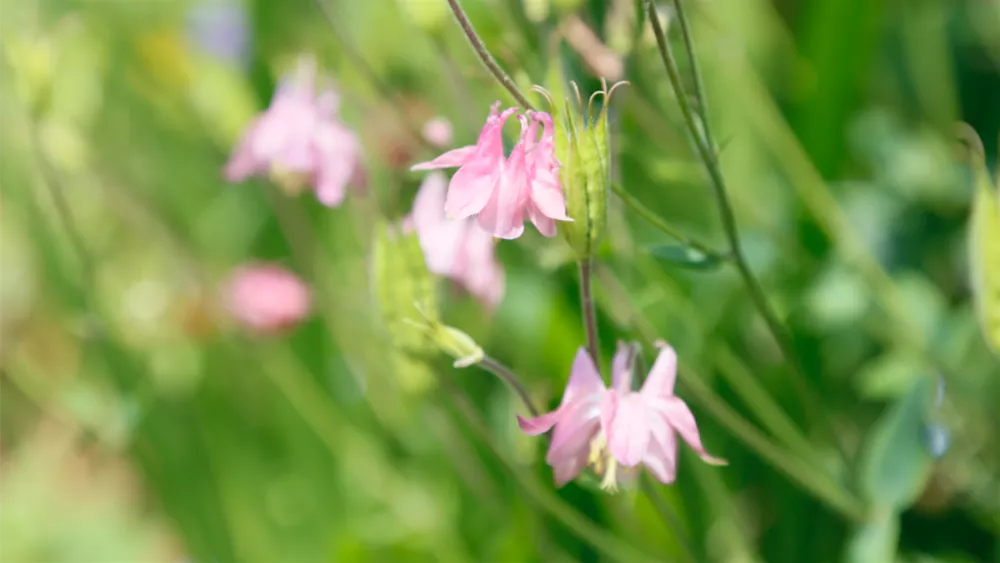 bauerngartenpflanze-akelei.png