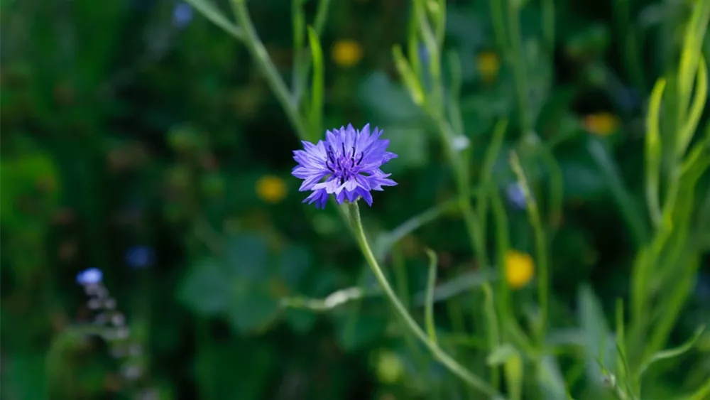 bauerngartenpflanze-kornblume.png