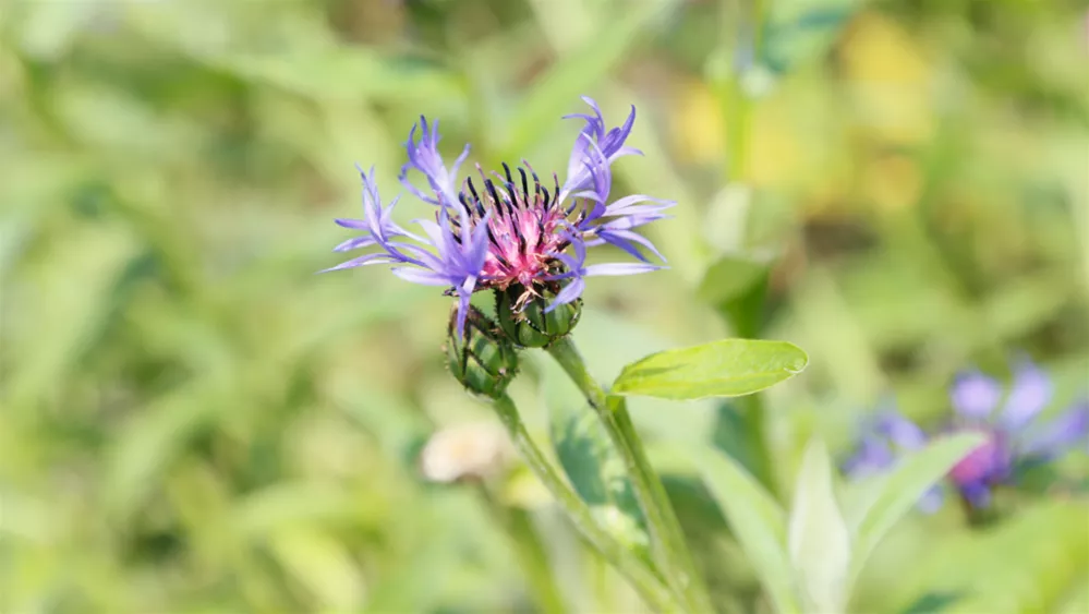 bauerngartenpflanzen-flockenblume.png