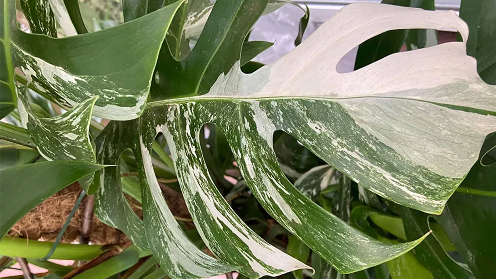 monstera-weisse-blaetter.jpg