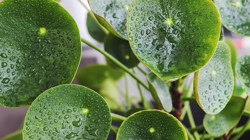 pilea.jpg