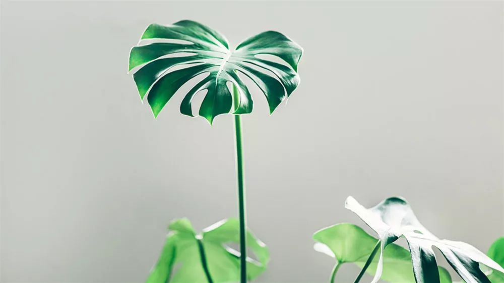 monstera.jpg