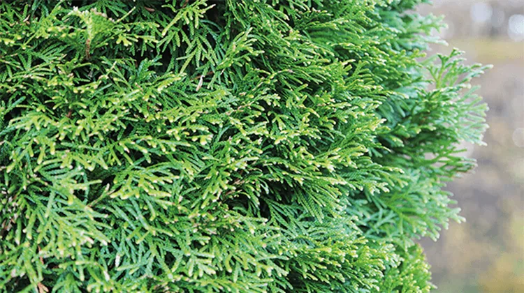 thuja-1.png