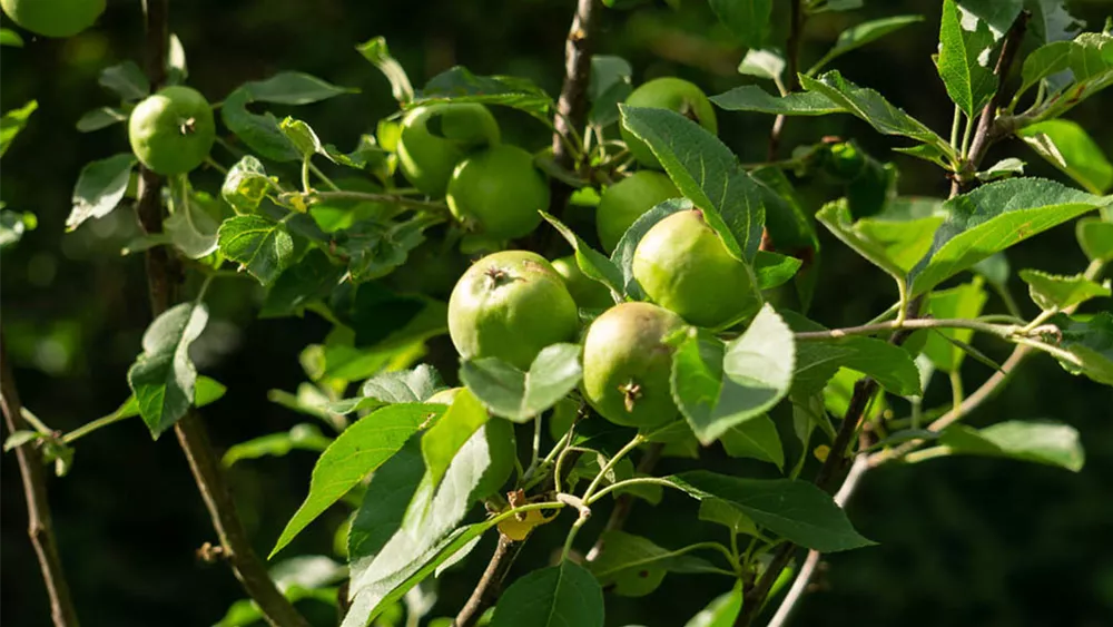 obstgeholze.jpg