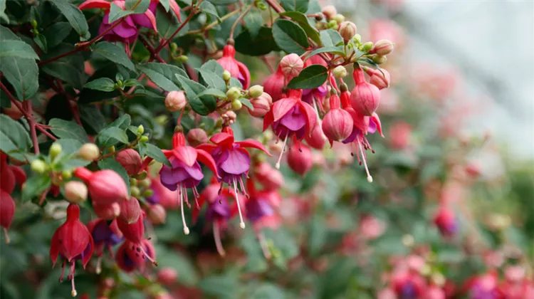 beet-und_balkonpflanze_fuchsie.jpg