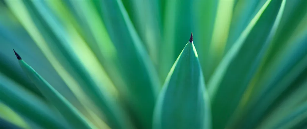 yucca-palme.jpg