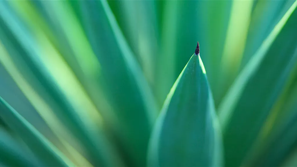 yucca-palme.jpg