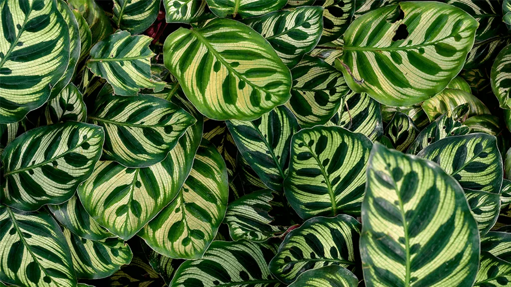 mencke-calathea.png