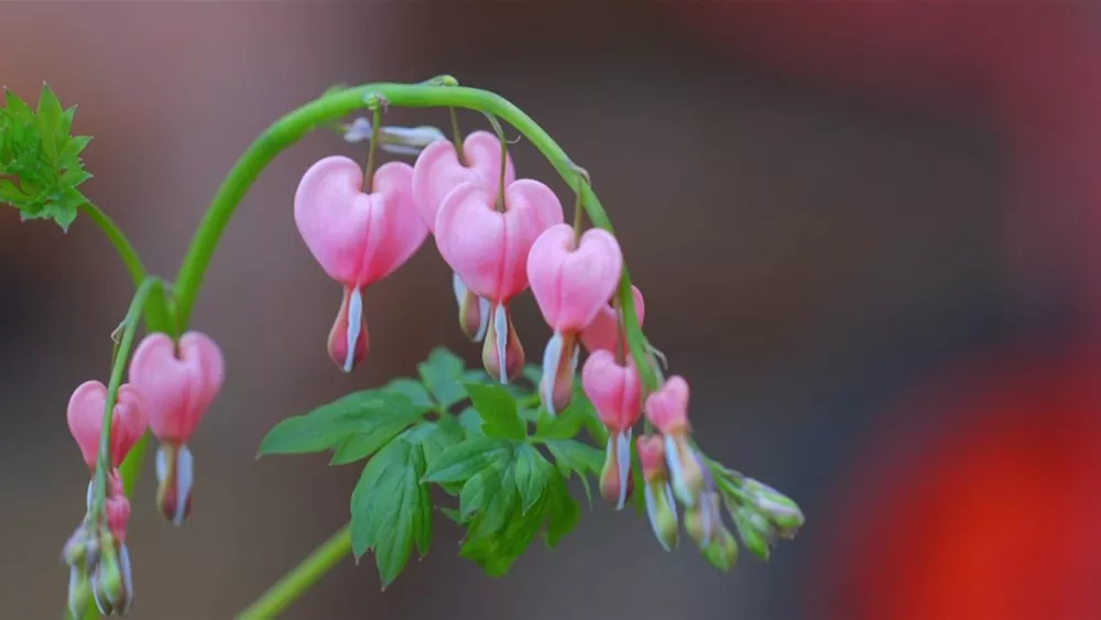 Tränendes Herz - Einpflanzen im Garten (Thumbnail)