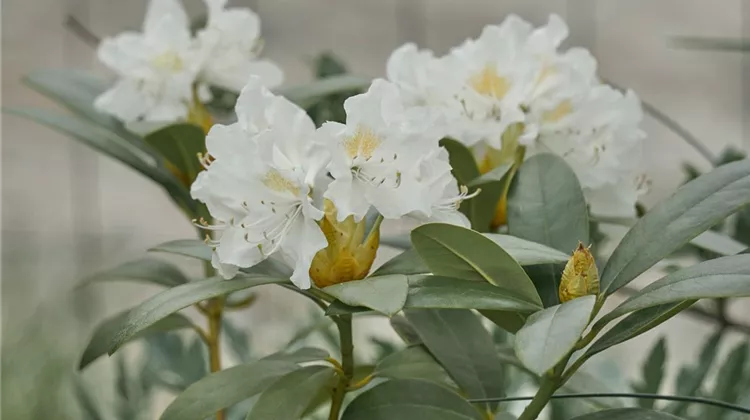 weisser-rhododendron.jpg