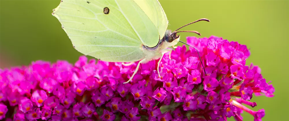 flieder-pink-schmetterling.png