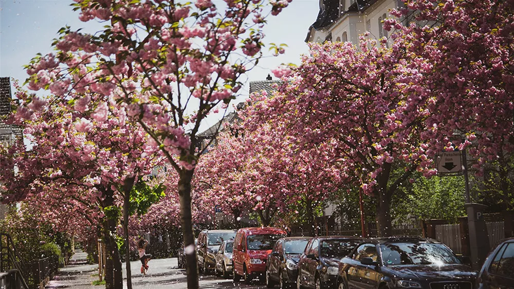 zierkirsche-allee.jpg