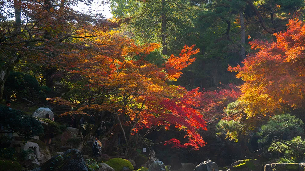 herbstfaerbung-ahorn.jpg