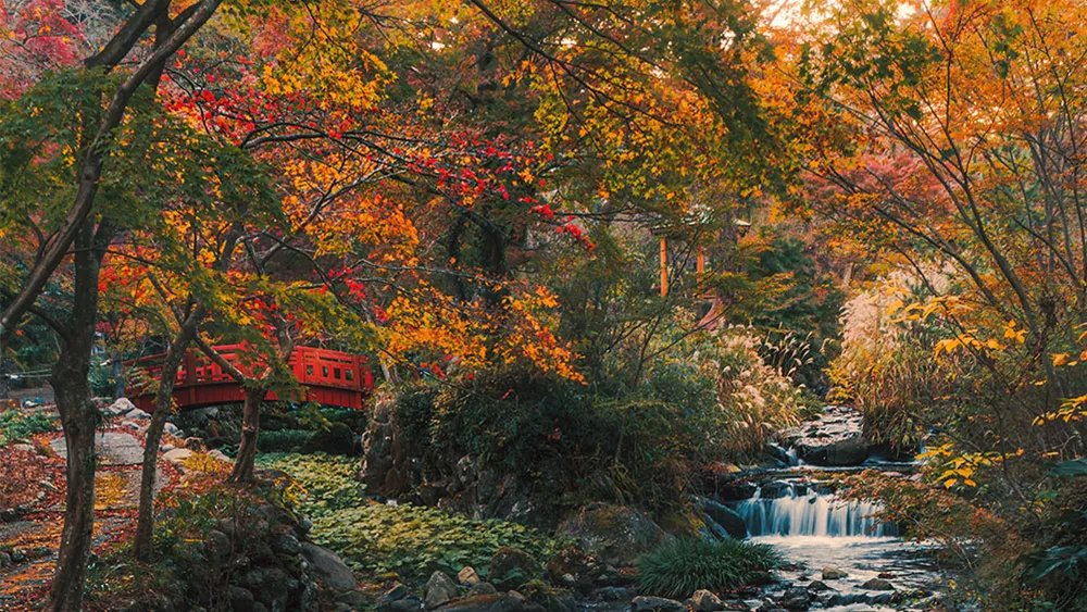 japangarten-herbst-ahorn.jpg