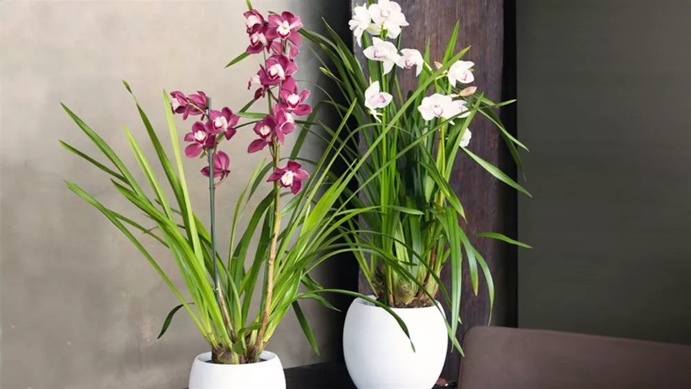 cymbidium-fesnterbank.jpg