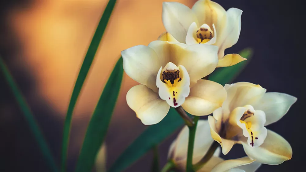 hellgelb-cymbidium.jpg