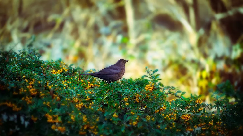 vogelnaehrgehoelz-hecke.jpg