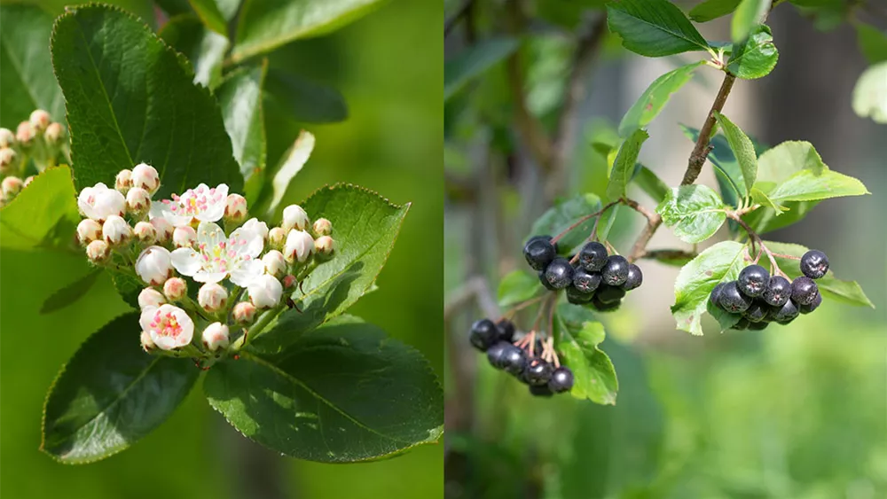 wildobst-apfelbeere.jpg