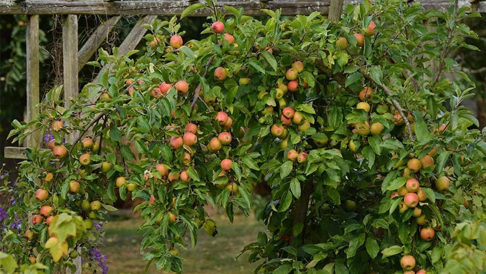 apfelbaum-landhausgarten.jpg