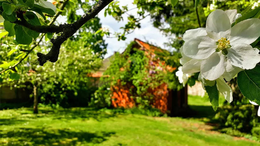 obstbaum-landhausgarten.jpg