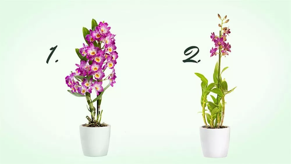 dendrobium-arten.jpg