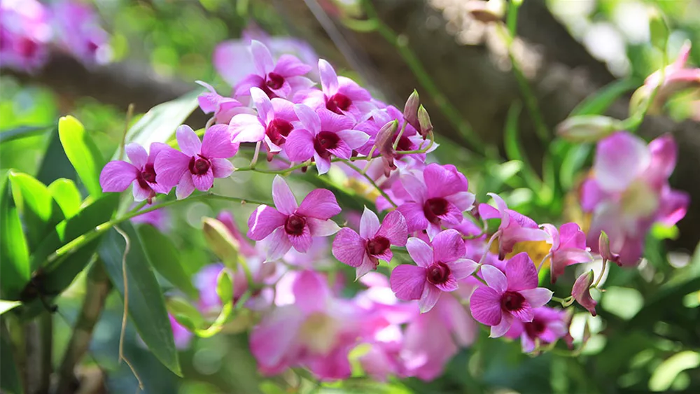 dendrobium-bluete.jpg