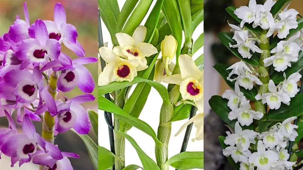 dendrobium-nobile-hybriden.jpg