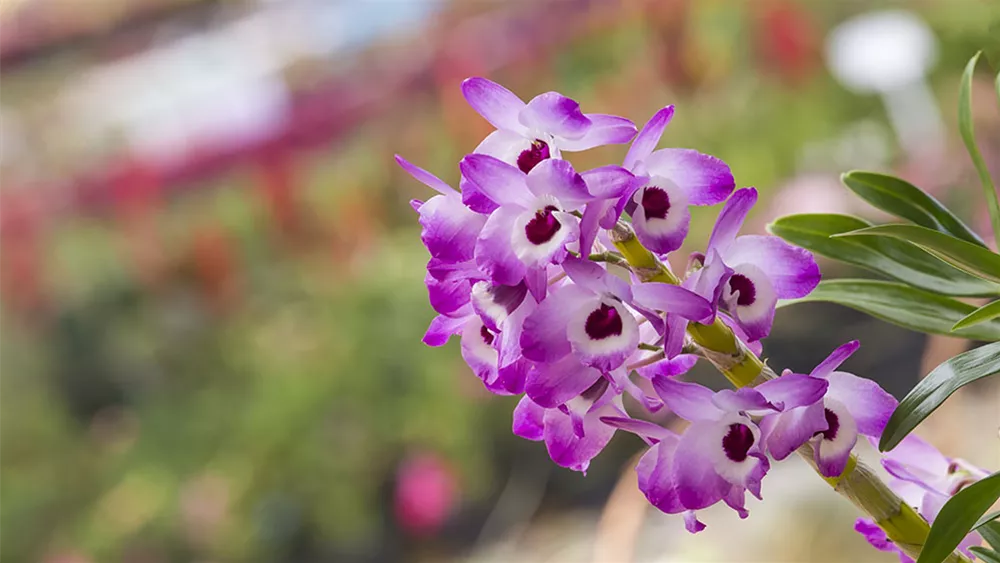 dendrobium-nobile.jpg