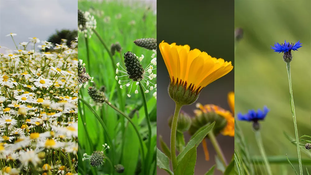 kraeutertee-blumenkasten-blumenwiese.jpg