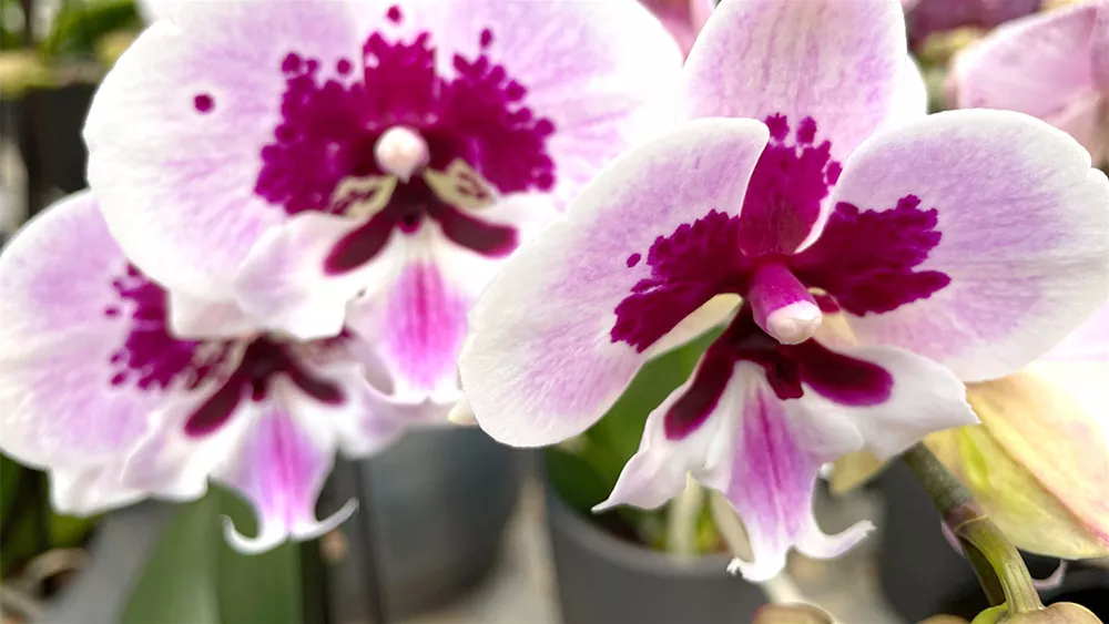 phalaenopsis-beondere-zuechtung.jpg