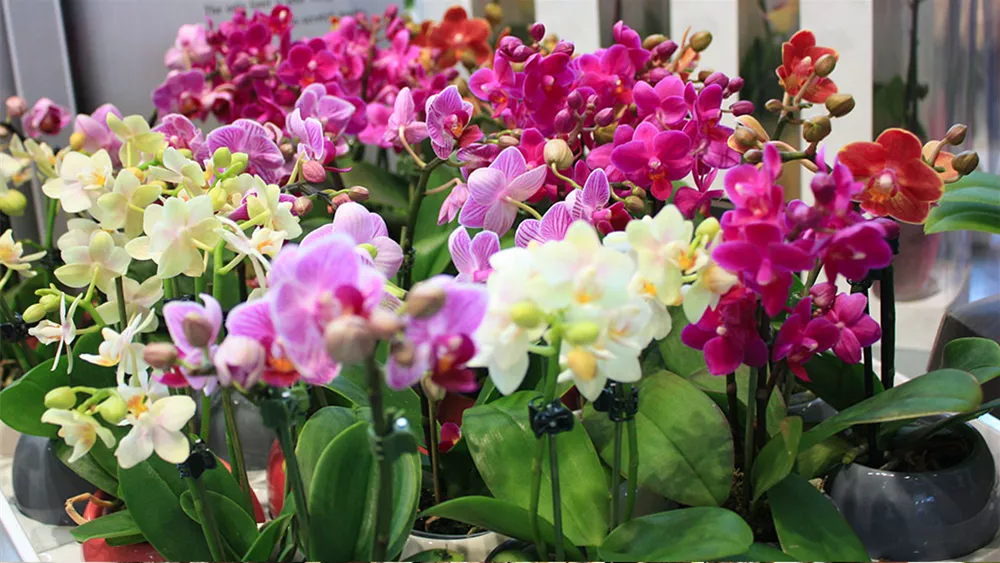 phalaenopsis-mini.jpg