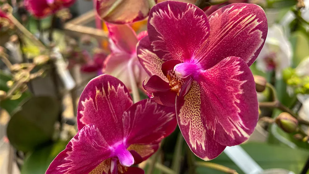 phalaenopsis-rot.jpg