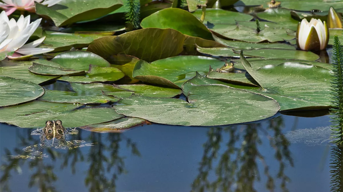 froesche-naturteich.jpg